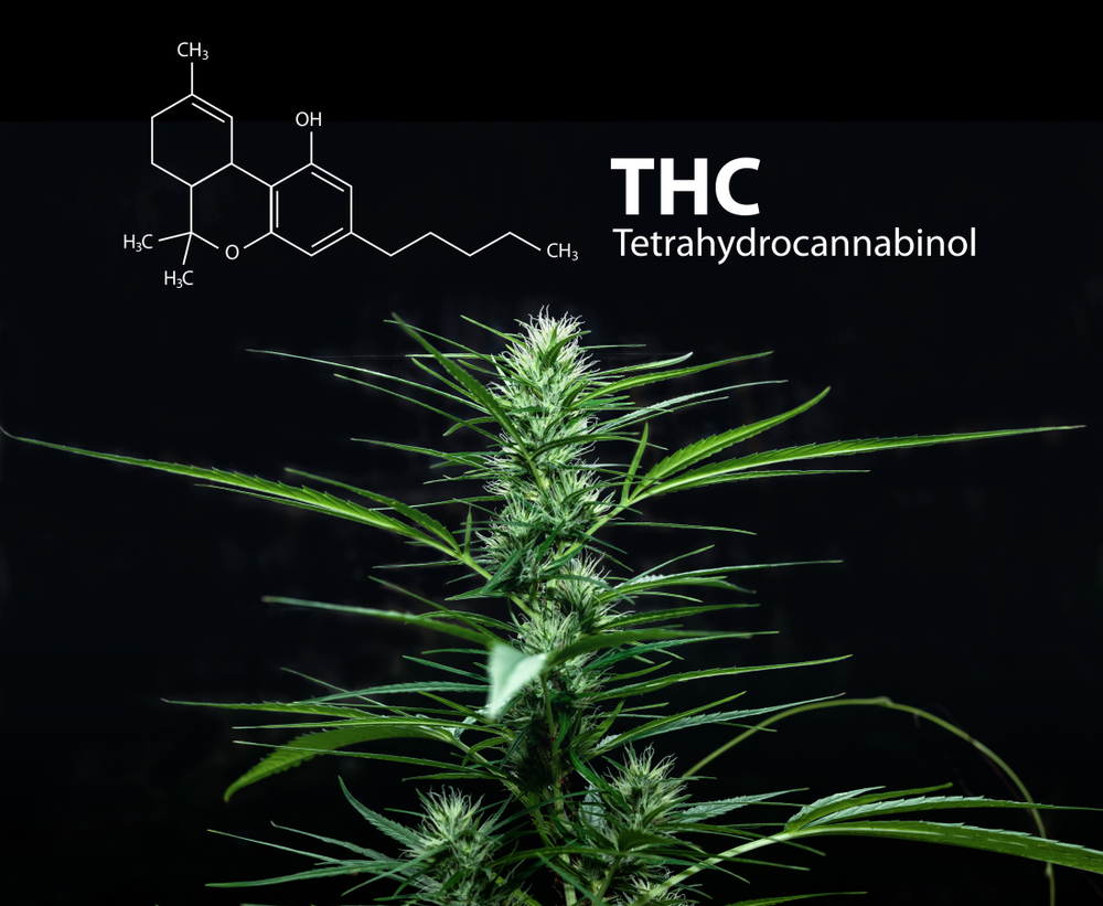toxicidade-do-THC