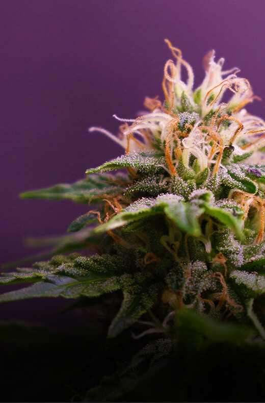 wecann learning assets155