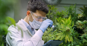 flavonoides da cannabis