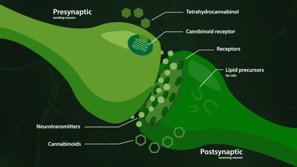 sistema endocanabinoide