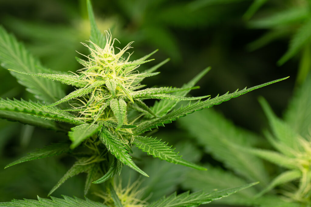 Nabiximols e Cannabis medicinal