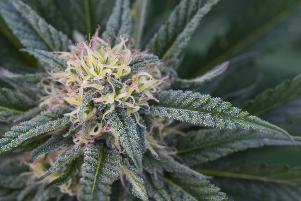 Flavonoides na cannabis
