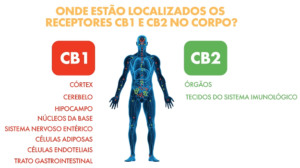 receptores cb1 e cb2