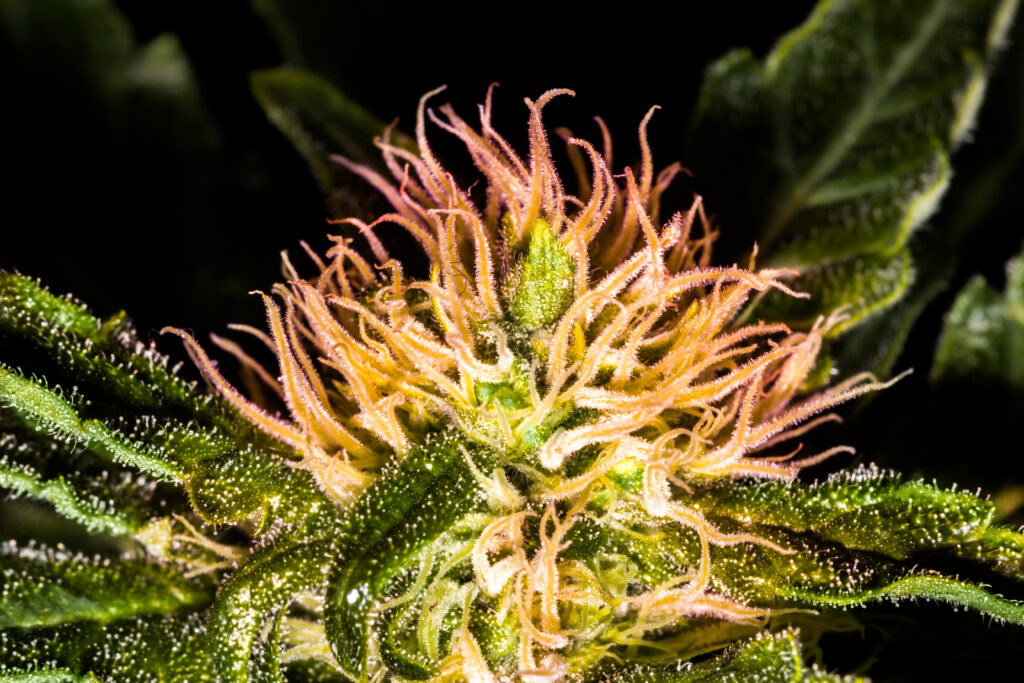 Cannabis no tratamento do Transtorno do Espectro Autista