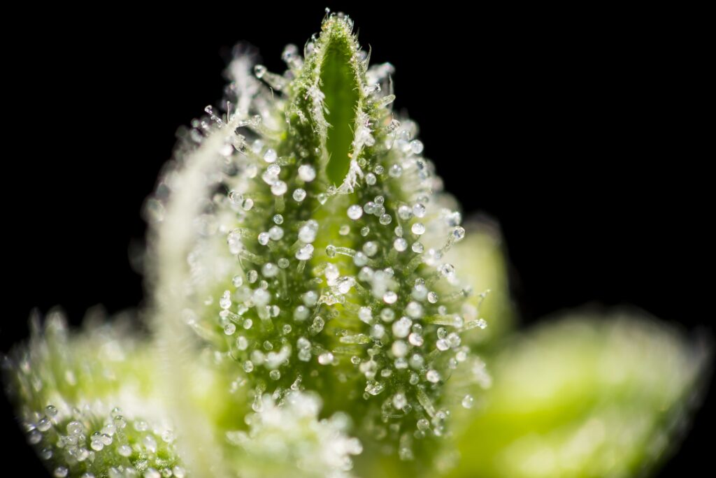 Precursores dos Fitocanabinoides