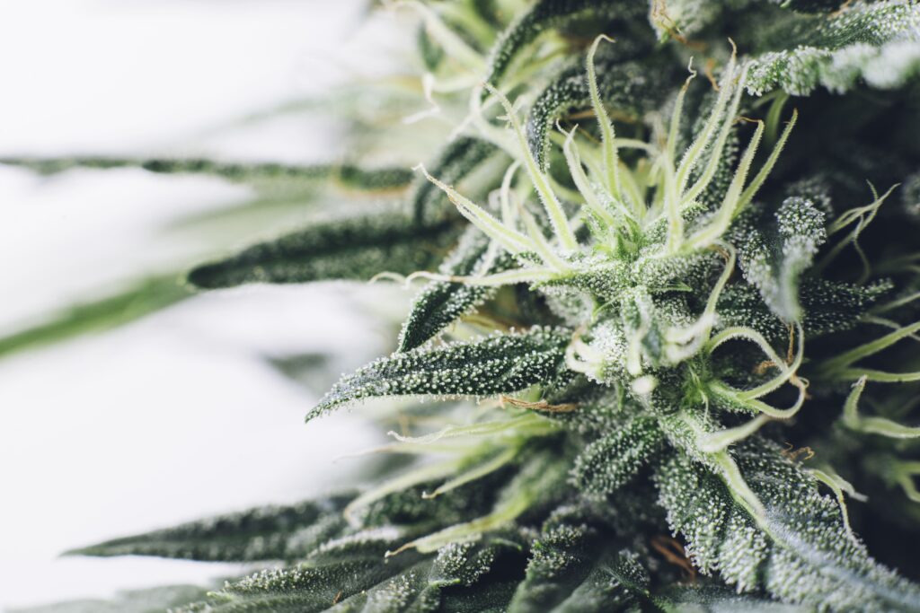 Tratamentos à base de Cannabis para dor crônica