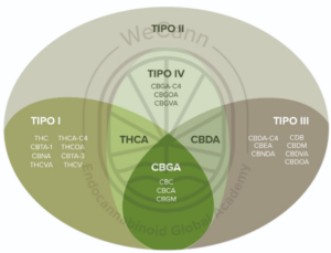 Diagrama da distribuição de fitocansbinoides por quimiovariantes específicas