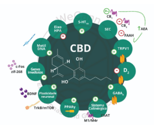 Representação esquemática dos principais mecanismos sugeridos para os efeitos ansiolíticos, andtidepressivos e antipsicóticos do CBD.