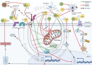 Representação esquemática que resume as principais descobertas pré-clínicas dos mecanismos moleculares mais importantes envolvidos nos efeitos neuroprotetores potenciais dos fitocanabinoides THC e CBD na Doença de Alzheimer. 