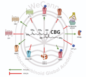 Mecanismo de ação do Cannabigerol sobre os receptores endógenos.