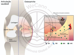 Representação esquemática da modulação do SEC na biologia articular.  Fonte: MONTAGNER, Patrícia; DE SALAS-QUIROGA, Adán. Tratado de Medicina Endocanabinoide.1. ed. WecCann Endocannabinoid Global Academy, 2023.