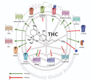 Mecanismo de ação do THC em receptores endógenos. 