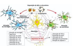 Representação esquemática das ações anti-inflamatórias e neuroprotetoras dos agonistas do receptor CB2 na Doença de Parkinson e na Doença de Alzheimer. Fonte: Montagner & De Salas-Quiroga, Tratado de Medicina Endocanabinoide, 2023.