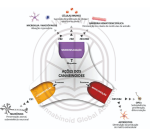 Principais ações terapêuticas dos derivados canabinoides que retardam a progressão da EM. Fonte: MONTAGNER, Patrícia; DE SALAS-QUIROGA, Adán. Tratado de Medicina Endocanabinoide.1. ed. WeCann Endocannabinoid Global Academy, 2023.