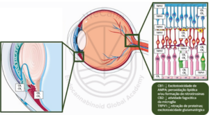 Expressão dos receptores CB1, CB2 e TRPV1 na malha trabecular, corpo ciliar e retina, conforme evidenciado em estudos pré-clínicos. A imagem demonstra os principais resultados funcionais da ativação de cada receptor, que contribui para a ação neuroprotetora dos canabinoides. 