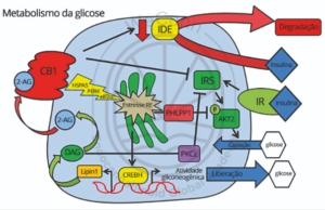 Diagrama mostrando as principais vias envolvidas no metabolismo da glicose em um hepatócito. Fonte: MONTAGNER, Patrícia; DE SALAS-QUIROGA, Adán. Tratado de Medicina Endocanabinoide.1. ed. WeCann Endocannabinoid Global Academy, 2023.