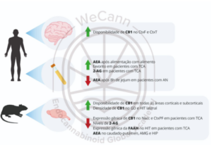 Principais achados sobre alteração dos componentes do SEC em modelos animais e em pacientes com transtornos alimentares. Fonte: MONTAGNER, Patrícia; DE SALAS-QUIROGA, Adán. Tratado de Medicina Endocanabinoide.1. ed. WeCann Endocannabinoid Global Academy, 2023.