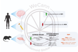 Principais achados sobre as alterações dos componentes do SEC em modelos animais e pacientes com ansiedade e transtorno do estresse pós-traumático. Fonte: MONTAGNER, Patrícia; DE SALAS-QUIROGA, Adán. Tratado de Medicina Endocanabinoide.1. ed. WeCann Endocannabinoid Global Academy, 2023.