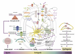 Participação do sistema endocanabinoide em diferentes cascatas de eventos da epileptogêneses, definidas como fase aguda, subaguda ou crônica. Fonte: MONTAGNER, Patrícia; DE SALAS-QUIROGA, Adán. Tratado de Medicina Endocanabinoide.1. ed. WeCann Endocannabinoid Global Academy, 2023.