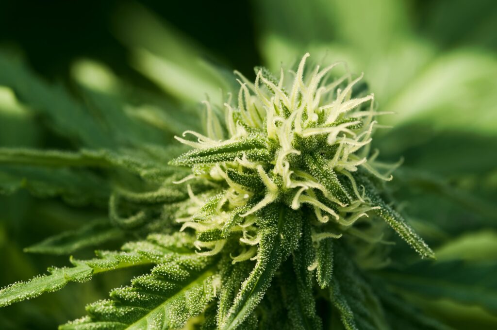 Cannabis
