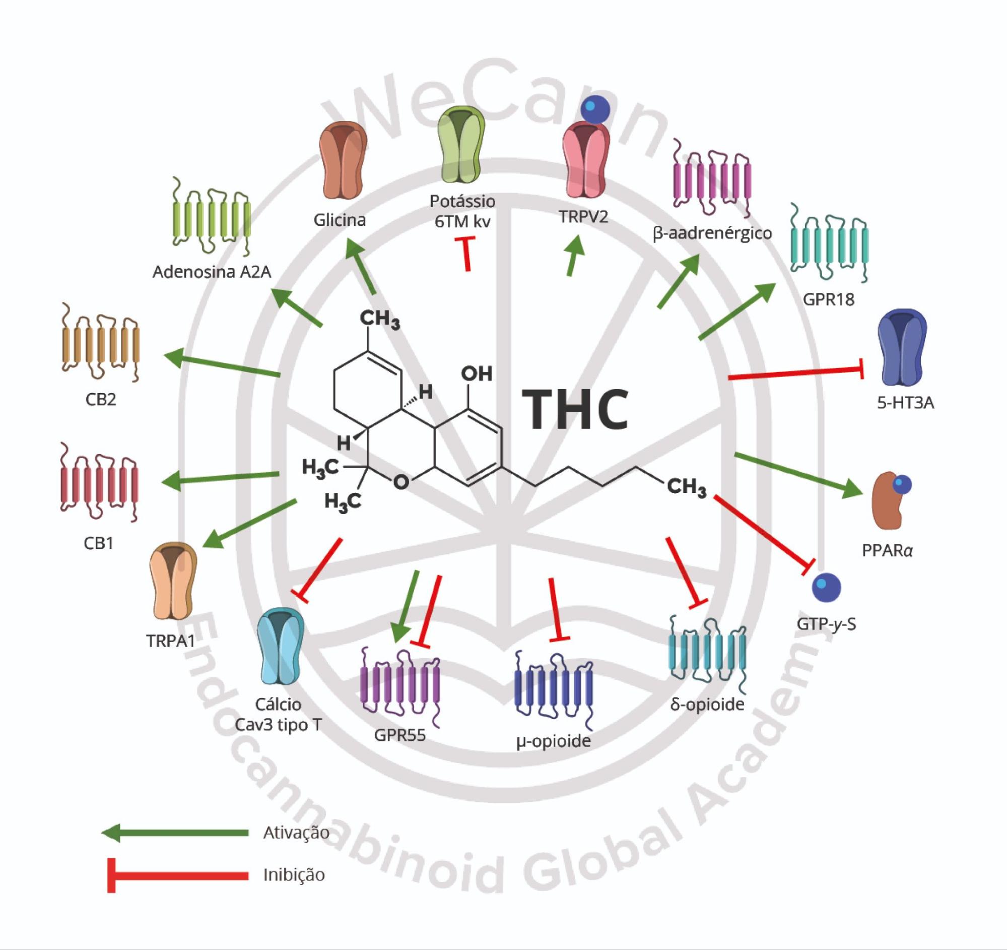 Mecanismo de ação do THC em receptores endógenos. Fonte: MONTAGNER, Patrícia; DE SALAS-QUIROGA, Adán. Tratado de Medicina Endocanabinoide.1. ed. WeCann Endocannabinoid Global Academy, 2023.