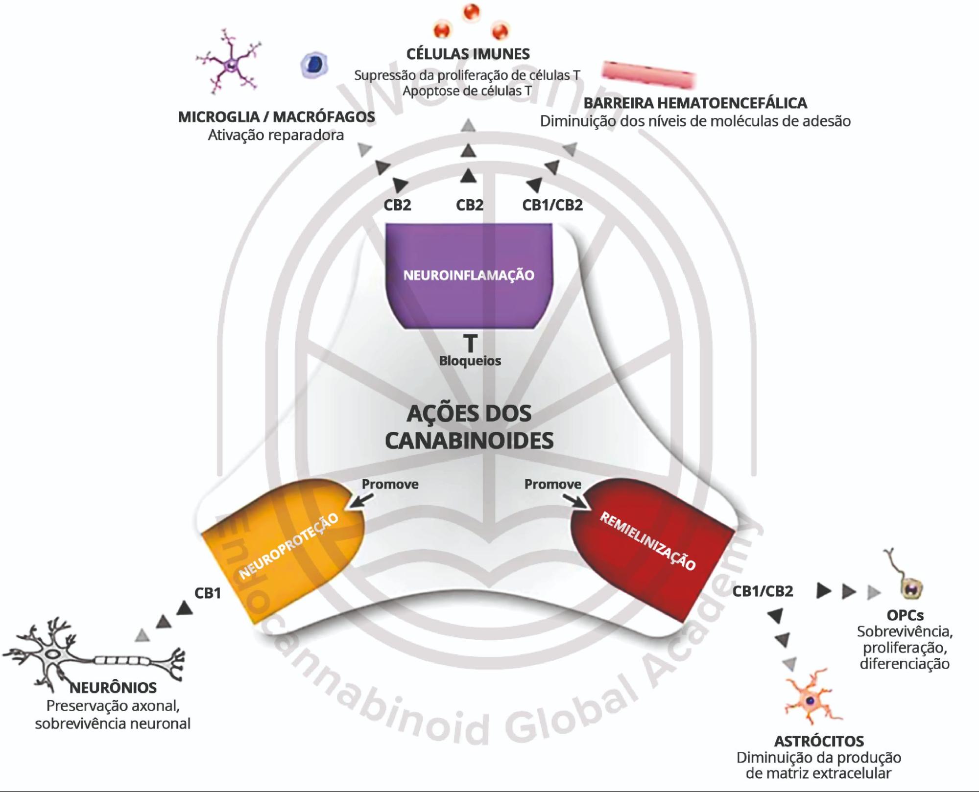 Principais ações terapêuticas dos derivados canabinoides que retardam a progressão da EM. Fonte: MONTAGNER, Patrícia; DE SALAS-QUIROGA, Adán. Tratado de Medicina Endocanabinoide.1. ed. WeCann Endocannabinoid Global Academy, 2023.