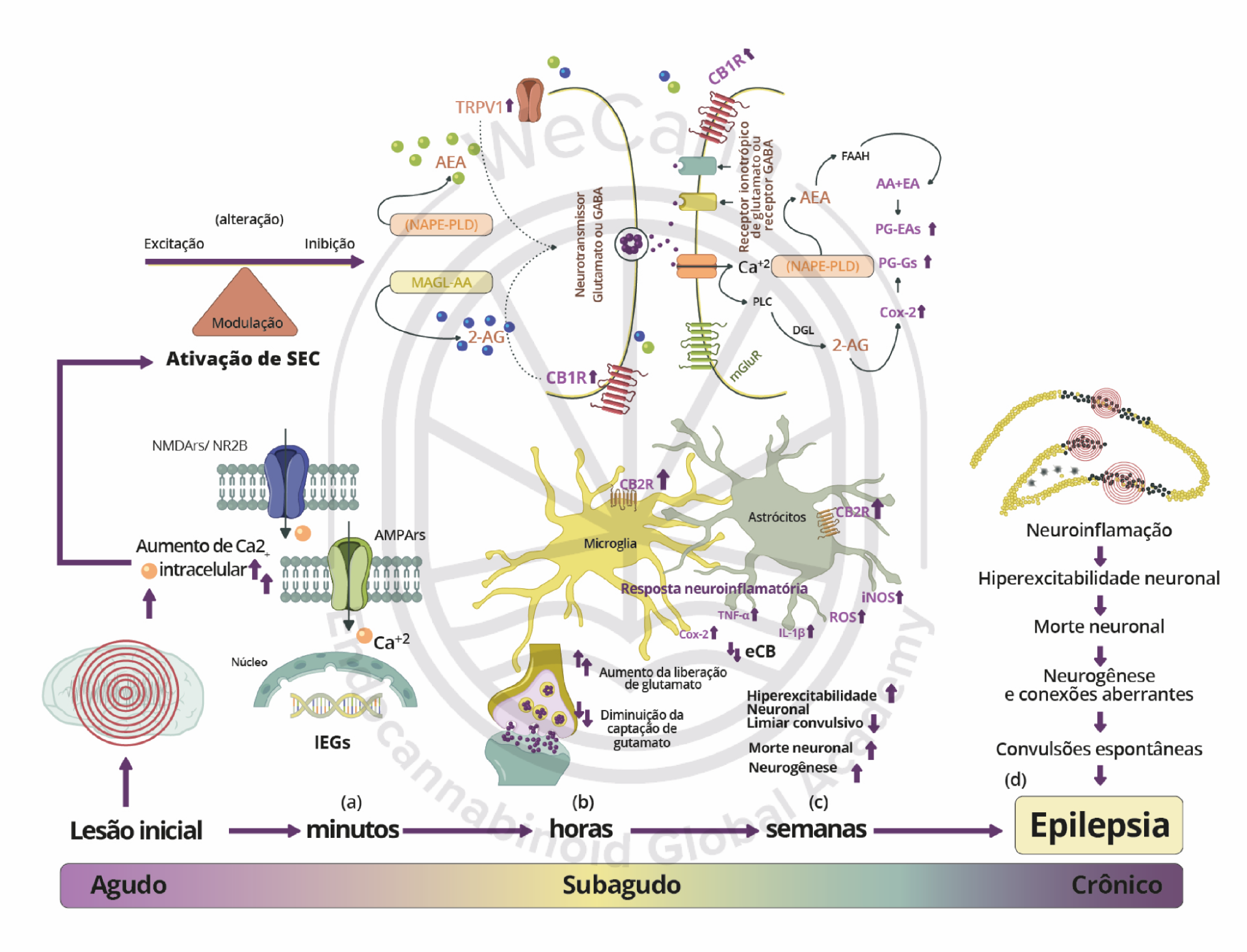 Participação do sistema endocanabinoide em diferentes cascatas de eventos da epileptogêneses, definidas como fase aguda, subaguda ou crônica. Fonte: MONTAGNER, Patrícia; DE SALAS-QUIROGA, Adán. Tratado de Medicina Endocanabinoide.1. ed. WeCann Endocannabinoid Global Academy, 2023.