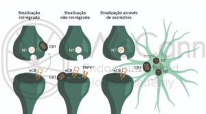 Diferentes mecanismos de atuação dos endocanabinoides (eCBs) na fenda sináptica. Sinalização retrógrada: os eCBs são mobilizados a partir de neurónios pós-sinápticos em direção aos receptores canabinoides tipo 1 pré-sinápticos (CB1 para suprimir a liberação de neurotransmissores (NT). Sinalização não retrógrada: os eCBs produzidos em neurônios pós-sinápticos ativam os receptores CB1 pós-sinápticos ou outros receptores, tais como o receptor de potencial transitório vanilóide tipo 1 (TRPV1). Sinalização através de astrócitos: os eCBs liberados de neurônios pós-sinápticos estimulam os receptores CB1 de astrócitos, desencadeando a gliotransmissão. Fonte: MONTAGNER, Patrícia; DE SALAS-QUIROGA, Adán. Tratado de Medicina Endocanabinoide.1. ed. WeCann Endocannabinoid Global Academy, 2023.