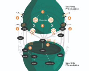 Ilustração  da dinâmica operacional do SEC na fenda sináptica, através dos receptores CB1, na vigência de uma hiperexcitabilidade glutamatérgica. Fonte: MONTAGNER, Patrícia; DE SALAS-QUIROGA, Adán. Tratado de Medicina Endocanabinoide.1. ed. WeCann Endocannabinoid Global Academy, 2023.