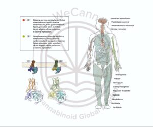 Distribuição dos Receptores CB1 e CB2 no corpo humano. Fonte: MONTAGNER, Patrícia; DE SALAS-QUIROGA, Adán. Tratado de Medicina Endocanabinoide.1. ed. WeCann Endocannabinoid Global Academy, 2023.