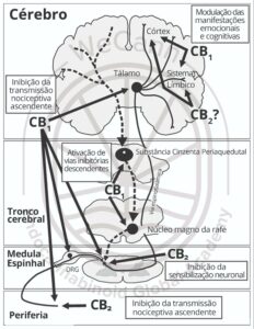 Papel do sistema endocanabinoide no controle da dor nos níveis periféricos, espinhal e supraespinhal. Fonte: MONTAGNER, Patrícia; DE SALAS-QUIROGA, Adán. Tratado de Medicina Endocanabinoide.1. ed. WeCann Endocannabinoid Global Academy, 2023.