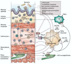 Efeitos dos canabinoides nos aspectos fisiopatológicos da DII. Fonte: MONTAGNER, Patrícia; DE SALAS-QUIROGA, Adán. Tratado de Medicina Endocanabinoide.1. ed. WeCann Endocannabinoid Global Academy, 2023.