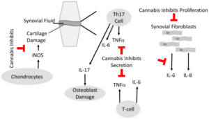 Propriedades antiartríticas dos canabinoides. O esquema descreve as células imunes mais importantes no líquido sinovial que contribuem para o desenvolvimento de doenças reumatoides e onde a cannabis tem um impacto antiartrítico. A cannabis inibe a proliferação de fibroblastos sinoviais, a secreção de citocinas pró-inflamatórias das células imunes e a secreção de óxido nítrico sintase, como a NO sintase induzível (iNOS) dos condrócitos, o que evita danos à cartilagem. Fonte: Paland, Nicole et al. “Cannabis and Rheumatoid Arthritis: A Scoping Review Evaluating the Benefits, Risks, and Future Research Directions.” Rambam Maimonides medical journal vol. 14,4 e0022. 29 Oct. 2023.