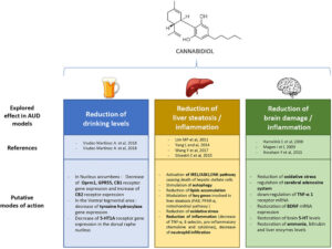 Evidências pré-clínicas mostram que o CBD possui aplicações terapêuticas promissoras no transtorno por uso de álcool (TUA). O CBD reduz o consumo de álcool, a motivação para o uso e a recaída em modelos animais. Além disso, protege o fígado contra danos induzidos pelo álcool, reduzindo a fibrose hepática por meio de suas propriedades imunomoduladoras, antioxidantes, ativação da autofagia e regulação do acúmulo de lipídios. No cérebro, o CBD atua como agente neuroprotetor multimodal, prevenindo danos neuronais associados ao comprometimento cognitivo e motor, efeito relacionado às suas propriedades antioxidantes e à modulação do sistema de adenosina cerebral. Fonte: De Ternay, J., Naassila, M., Nourredine, M., Louvet, A., Bailly, F., Sescousse, G., Maurage, P., Cottencin, O., Carrieri, P. M., & Rolland, B. (2019). Therapeutic prospects of cannabidiol for alcohol use disorder and alcohol-related damages on the liver and the brain. Frontiers in Pharmacology, 10. 