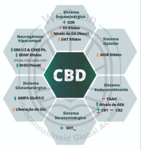 Principais mecanismos neurobiológicos envolvidos nas propriedades ansiolíticas, antipsicóticas e “antiaditivas” do Canabidiol, que têm sido extensivamente investigados devido ao seu potencial terapêutico seguro e potencialmente eficaz no contexto do TUS. Fonte: MONTAGNER, Patrícia; DE SALAS-QUIROGA, Adán. Tratado de Medicina Endocanabinoide.1. ed. WeCann Endocannabinoid Global Academy, 2023.