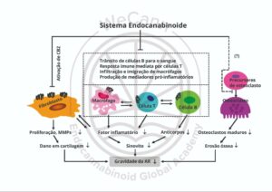Representação esquemática dos possíveis mecanismos celulares e moleculares envolvidos na ação protetora do SEC na atenuação da artrite reumatoide (AR). Fonte: MONTAGNER, Patrícia; DE SALAS-QUIROGA, Adán. Tratado de Medicina Endocanabinoide.1. ed. WeCann Endocannabinoid Global Academy, 2023.