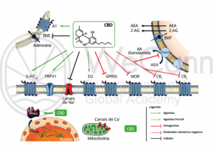 Principais achados pré-clínicos de múltiplos alvos moleculares potenciais do CBD na dor crônica. Fonte: MONTAGNER, Patrícia; DE SALAS-QUIROGA, Adán. Tratado de Medicina Endocanabinoide.1. ed. WeCann Endocannabinoid Global Academy, 2023.