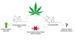 Novas pesquisas indicam que compostos derivados da maconha, como o ∆9-tetraidrocanabinol (THC), potencializam os efeitos analgésicos dos opioides sem amplificar os efeitos relacionados ao abuso dessas substâncias. Estudos em andamento avaliam o impacto do THC e do canabidiol (CBD) em outros aspectos problemáticos do transtorno por uso de opioides, como a síndrome de abstinência e o risco de recaída. Essas investigações buscam validar os compostos derivados da cannabis como uma alternativa segura e eficaz no tratamento do transtorno por uso de opioides. Fonte: Lawrence Carey, University of Texas Health Science Center, San Antonio.