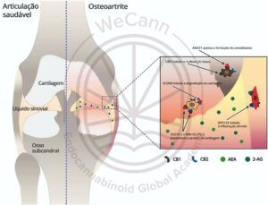 A modulação do SEC pode afetar vários aspectos da biologia articular. No diagrama estão representados os efeitos funcionais de várias moléculas canabinoides visando diferentes elementos do SEC. De acordo com evidências pré-clínicas na OA, os tratamentos à base de cannabis podem reduzir a degradação e facilitar o reparo da cartilagem e, também podem contribuir para a remodelação óssea, através da apoptose e inibição da formação de osteoclastos, além disso, as moléculas canabinoides agem nos sinoviócitos como agentes anti-inflamatórios, levando conjuntamente ao alívio da destruição da articulação. HU210 e WIN55,212-2 são agonistas sintéticos de ambos os receptores canabinoides, CB1 e CB2; JWH133 e HU308 são agonistas sintéticos seletivos do receptor CB2; AM251 é um agonista inverso sintético seletivo de receptor CB1. Fonte: MONTAGNER, Patrícia; DE SALAS-QUIROGA, Adán. Tratado de Medicina Endocanabinoide.1. ed. WeCann Endocannabinoid Global Academy, 2023.