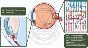 Expressão dos receptores CB1, CB2 e TRPV1 na malha trabecular, corpo ciliar e retina conforme evidenciado em estudos pré-clínicos. Observe que, embora os receptores canabinoides estejam amplamente distribuídos na maioria dos compartimentos oculares, os receptores TRPV1 são expressos principalmente pelas células neurais da retina. A imagem demonstra os principais resultados funcionais da ativação de cada receptor, que contribui para a ação hipotensora e neuroprotetora dos canabinoides. Fonte: MONTAGNER, Patrícia; DE SALAS-QUIROGA, Adán. Tratado de Medicina Endocanabinoide.1. ed. WeCann Endocannabinoid Global Academy, 2023.