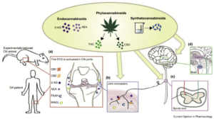 Elementos do sistema endocanabinoide nas articulações. (a) O sistema endocanabinoide (SEC) consiste em receptores canabinoides 1 e 2 (CB1 e CB2), seus ligantes inatos 2-araquidonoilglicerol (2-AG) e anandamida (AEA), e enzimas de degradação de ligantes amida hidrolase de ácido graxo (FAAH) e monoacilglicerol lipase (MAGL). Este sistema é ativo nas articulações de pessoas que vivem com OA e em modelos animais da doença. O SEC pode ser modulado com endocanabinoides, fitocanabinoides naturais (delta-9 tetrahidrocanabinol - THC e canabidiol - CBD) e canabinoides sintéticos. Os canabinoides podem atenuar a dor da OA na periferia agindo nos nociceptores articulares, (b) no corno dorsal da medula espinhal, (c) ou nos centros de processamento da dor no cérebro, (d) incluindo o tálamo e a substância cinzenta periaquedutal (PAG). Fonte: O’Brien M, McDougall JJ. Cannabis and joints: scientific evidence for the alleviation of osteoarthritis pain by cannabinoids. Curr Opin Pharmacol. 