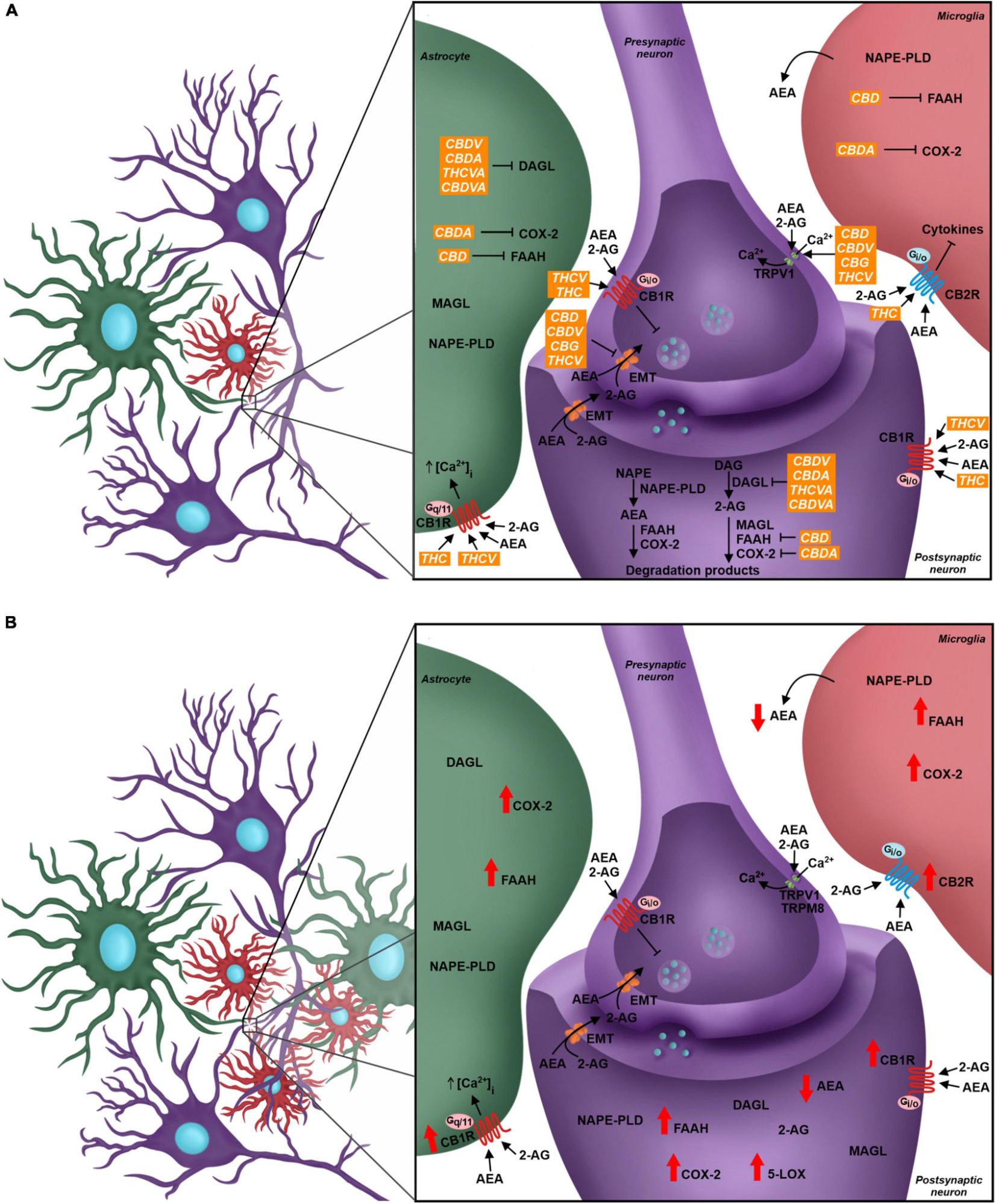 O Papel do Sistema Endocanabinoide (SEC) na Sinapse Quadripartida e sua modulação por fitocanabinoides em condições normais e na Dor Neuropática. CBD, canabidiol; THC, tetrahidrocanabinol; CBDV; canabidivarina; CBDA, ácido canabidiólico; THCVA, ácido tetrahidrocanabivarinico; CBDVA, ácido canabidivarinico; THCV, tetrahidrocanabivarina; CBG, canabigerol. Fonte: CAMPOS, Raquel Maria P.; AGUIAR, Andrey F. L.; PAES-COLLI, Yolanda; TRINDADE, Priscila Martins Pinheiro; FERREIRA, Bruna K.; DE MELO REIS, Ricardo A.; SAMPAIO, Luzia S. Cannabinoid therapeutics in chronic neuropathic pain: from animal research to human treatment. Frontiers in Physiology, v. 12, 2021. 
