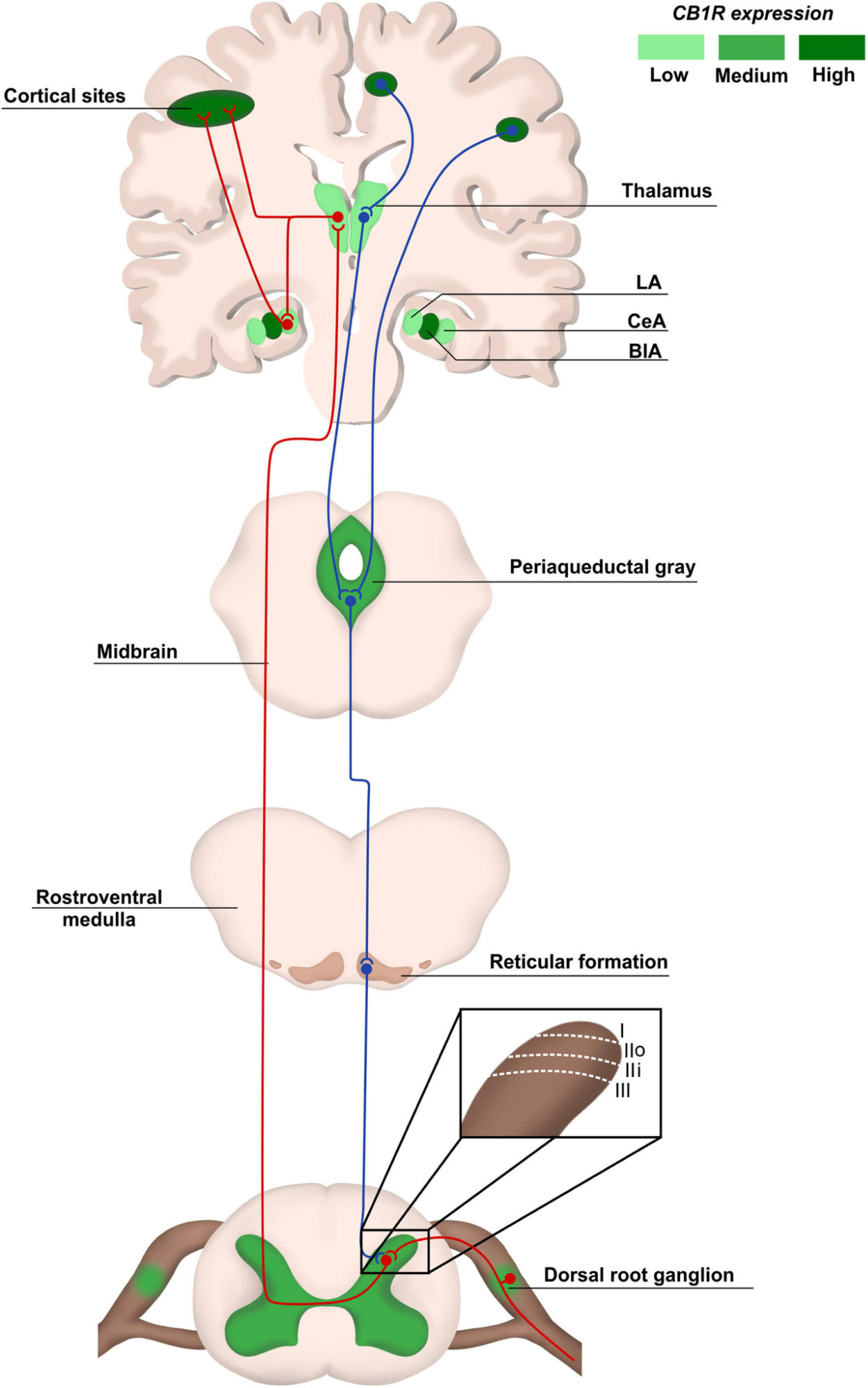 Vias anatômicas da dor e expressão de CB1R. As vias ascendentes da dor (em vermelho) são transportadas da periferia do corpo através de neurônios sensoriais dos gânglios da raiz dorsal (DRG) que fazem sinapse principalmente com as lâminas I a III na medula espinhal dorsal. Os neurônios de projeção fazem conexões com áreas do cérebro, como tálamo e córtex. As vias descendentes (em azul), responsáveis pela modulação da dor, envolvem áreas como a substância cinzenta periaquedutal e a amígdala, terminando na medula espinhal dorsal. A distribuição do CB1R é heterogênea nas áreas do trajeto da dor, sendo mais concentrada em regiões como córtex e amígdala central (CeA). AE, amígdala lateral; CeA, amígdala central; BlA, amígdala basolateral. Fonte: CAMPOS, Raquel Maria P.; AGUIAR, Andrey F. L.; PAES-COLLI, Yolanda; TRINDADE, Priscila Martins Pinheiro; FERREIRA, Bruna K.; DE MELO REIS, Ricardo A.; SAMPAIO, Luzia S. Cannabinoid therapeutics in chronic neuropathic pain: from animal research to human treatment. Frontiers in Physiology, v. 12, 2021. 