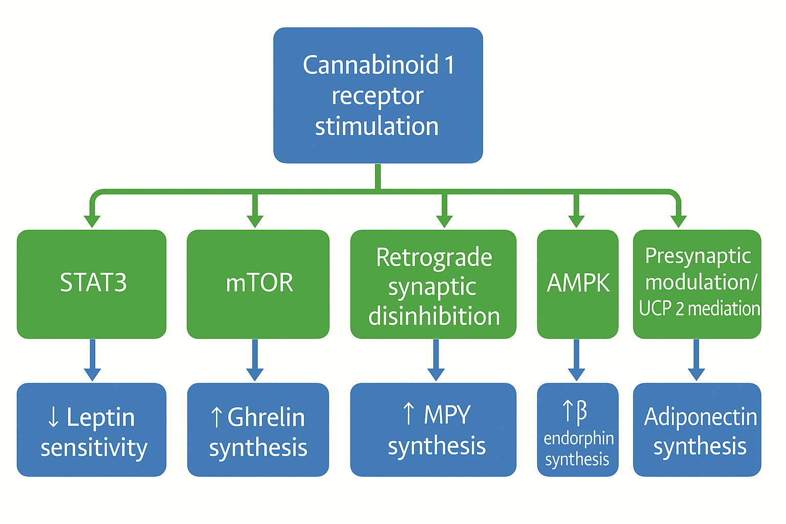 O papel da estimulação do receptor CB1 na regulação do apetite. A estimulação do receptor CB1 promove vias orexígenas que levam ao aumento da síntese de moléculas como grelina, NPY e β-endorfina, que estão associadas ao aumento do apetite e potencial ganho de peso. Por outro lado, a ativação do receptor CB1 diminui os sinais anorexígenos reduzindo a sensibilidade à leptina e a síntese de adiponectina, diminuindo a capacidade do corpo de suprimir o apetite e regular o equilíbrio energético. AMPK - proteína quinase ativada por AMP; mTOR - alvo mamífero da rapamicina; NPY - neuropeptídeo Y; STAT3 - transdutor de sinal e ativador da transcrição 3; UCP2 - proteína desacopladora mitocondrial 2. Fonte: Kurtov M, Rubinić I, Likić R. The endocannabinoid system in appetite regulation and treatment of obesity. Pharmacol Res Perspect. 2024; 12:e70009. doi:10.1002/prp2.70009