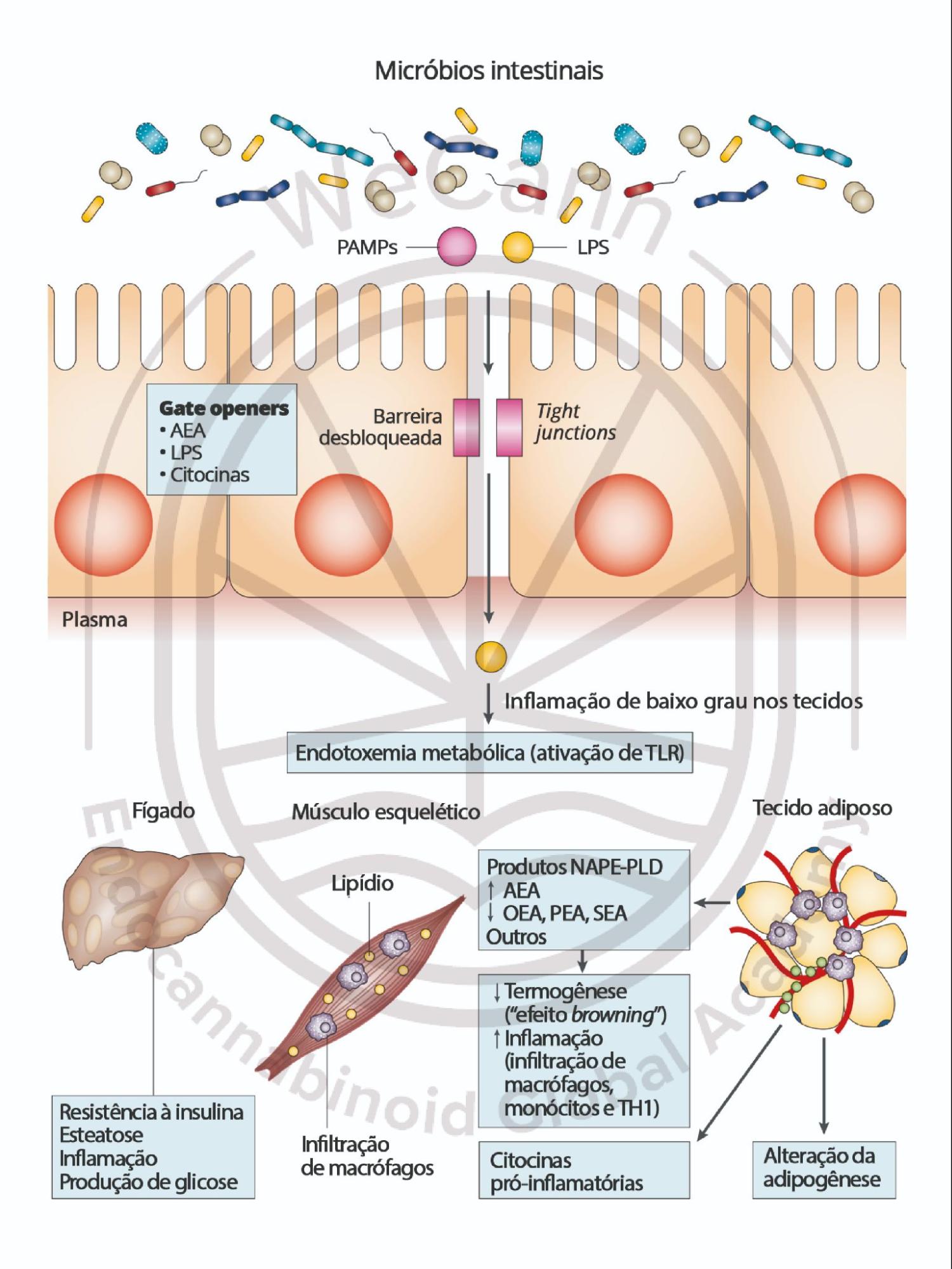Interações entre o SEC, a microbiota intestinal e o metabolismo do hospedeiro e suas potenciais implicações para vários distúrbios metabólicos. Abreviações: AEA, N-araquidonoiletanolamina; CB1, receptor canabinoide 1; LPS, lipopolissacarídeos; NAPE-PLD, N-acilfosfatidiletanolamina fosfolipase D; OEA, N-oleoiletanolamina; PAMPs, padrőes moleculares associados a patógenos; PEA, N-palmitoiletanolamina; SEA, N-estearoiletanolamina; TH1, células T auxiliares do tipo 1; TLR, receptor do tipo Toll. Fonte: MONTAGNER, Patrícia; DE SALAS-QUIROGA, Adán. Tratado de Medicina Endocanabinoide.1. ed. WeCann Endocannabinoid Global Academy, 2023.