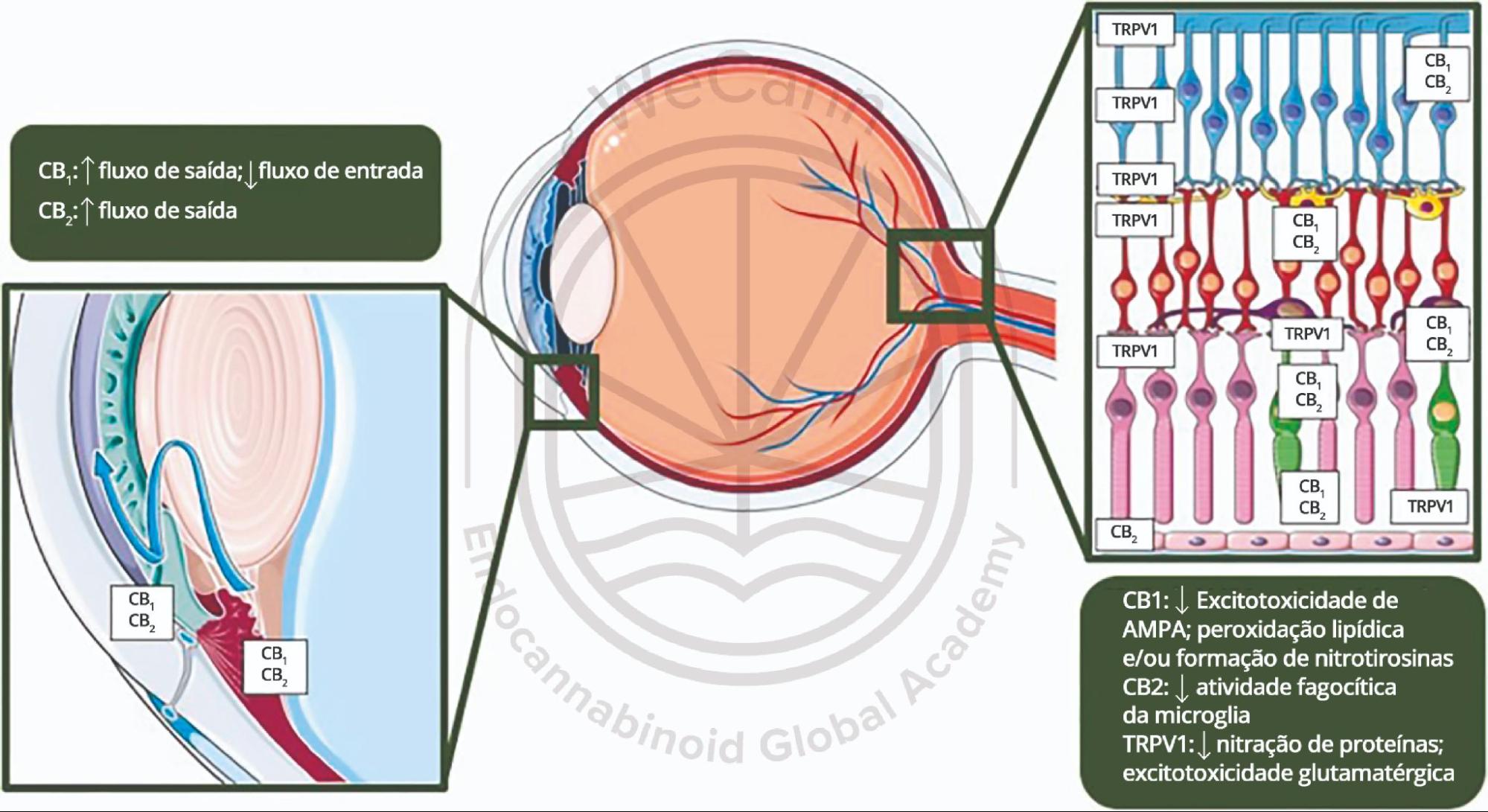 Expressão dos receptores CB1, CB2 e TRPV1 na malha trabecular, corpo ciliar e retina conforme evidenciado em estudos pré-clínicos. Observe que, embora os receptores canabinoides estejam amplamente distribuídos na maioria dos compartimentos oculares, os receptores TRPV1 são expressos principalmente pelas células neurais da retina. A imagem demonstra os principais resultados funcionais da ativação de cada receptor, que contribui para a ação hipotensora e neuroprotetora dos canabinoides. Adaptado de Gallo Afflitto et al. (2022). Fonte: MONTAGNER, Patrícia; DE SALAS-QUIROGA, Adán. Tratado de Medicina Endocanabinoide.1. ed. WeCann Endocannabinoid Global Academy, 2023.