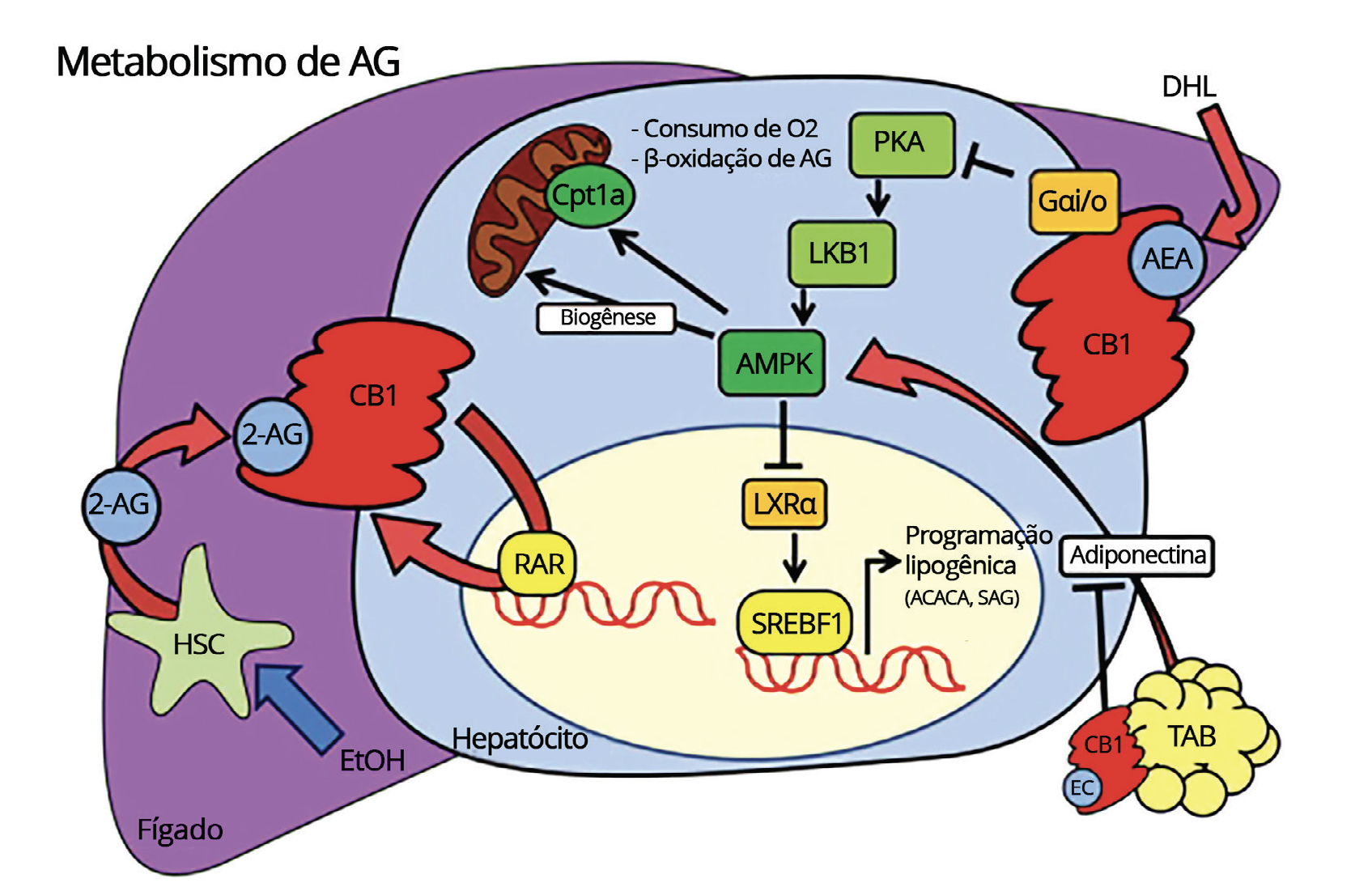 Diagrama mostrando as principais vias envolvidas no metabolismo de lipídios ou ácidos graxos em um hepatócito, destaque para a ativação dos receptores CB1 através dos endocanabinoides 2-AG e AEA. Abreviações: CEH, célula estrelada hepática; 2-AG, 2-araquidonoilglicerol; CB1, receptorcanabinoide 1; RAR, receptor de ácido retinoico; SREBF1, fator de transcrição 1 de ligação ao elementoregulador de esterol; ACACA, acetil-Coenzima A carboxilase-α; AG, ácido graxo; SAG, sintase de ácidograxo; LXRα, receptor alfa X do fígado; AMPK, proteína quinase ativada por adenosina monofosfato;LKB1, quinase hepática B1; PKA, proteína quinase A dependente de cAMP; CPT1a, carnitinapalmitoiltransferase 1a; AEA, anandamida; DHL, dieta hiperlipídica; AEA, anandamida; Gαi/o,receptor acoplado à proteína G inibitório; TAB, tecido adiposo branco, EtOH, álcool etílico. Adaptado de Silvestri & Di Marzo (2013)985. Fonte: MONTAGNER, Patrícia; DE SALAS-QUIROGA, Adán. Tratado de Medicina Endocanabinoide.1. ed. WeCann Endocannabinoid Global Academy, 2023.