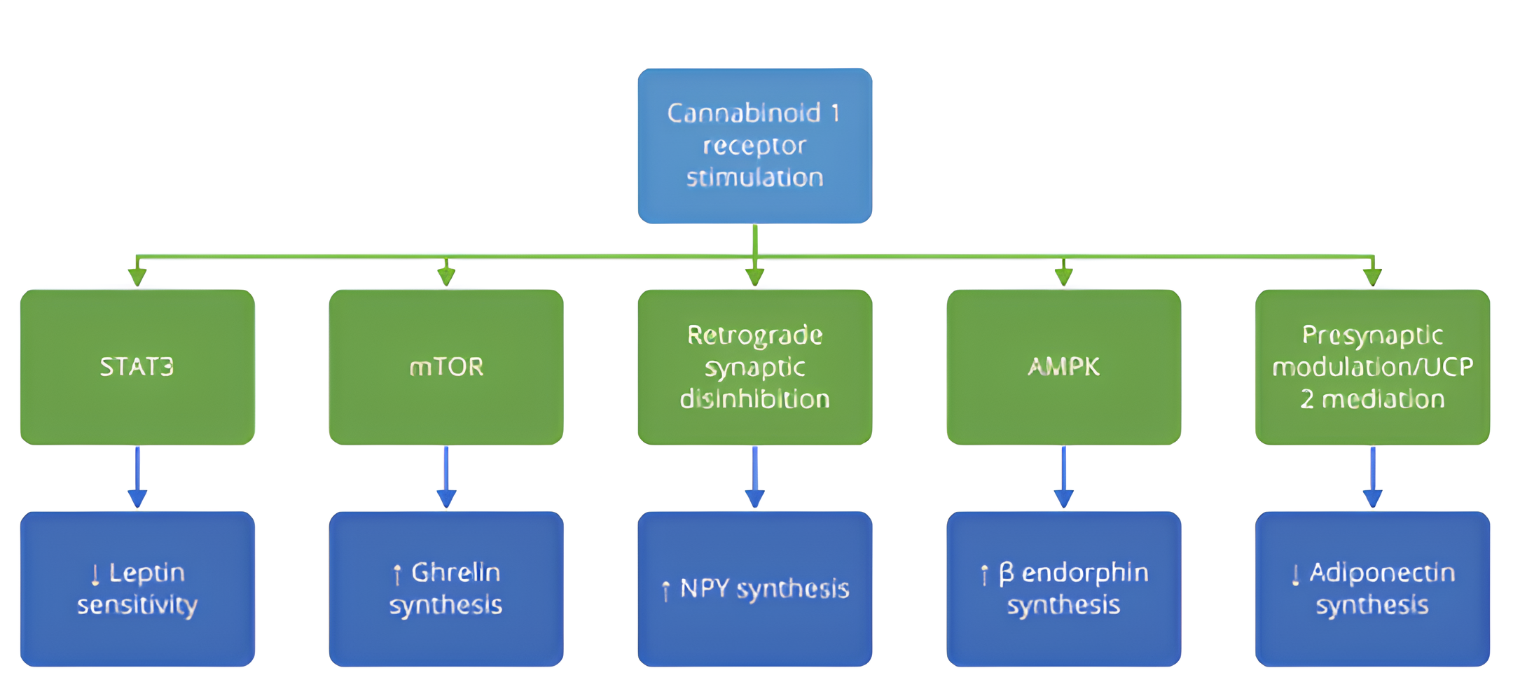 O papel da estimulação do receptor CB1 na regulação do apetite. A estimulação do receptor CB1 promove vias orexígenas que levam ao aumento da síntese de moléculas como grelina, NPY e β-endorfina, que estão associadas ao aumento do apetite e potencial ganho de peso. Por outro lado, a ativação do receptor CB1 diminui os sinais anorexígenos reduzindo a sensibilidade à leptina e a síntese de adiponectina, diminuindo a capacidade do corpo de suprimir o apetite e regular o equilíbrio energético. AMPK - proteína quinase ativada por AMP; mTOR - alvo mamífero da rapamicina; NPY - neuropeptídeo Y; STAT3 - transdutor de sinal e ativador da transcrição 3; UCP2 - proteína desacopladora mitocondrial 2. Fonte: Kurtov M, Rubinić I, Likić R. The endocannabinoid system in appetite regulation and treatment of obesity. Pharmacol Res Perspect. 2024; 12:e70009. doi:10.1002/prp2.70009