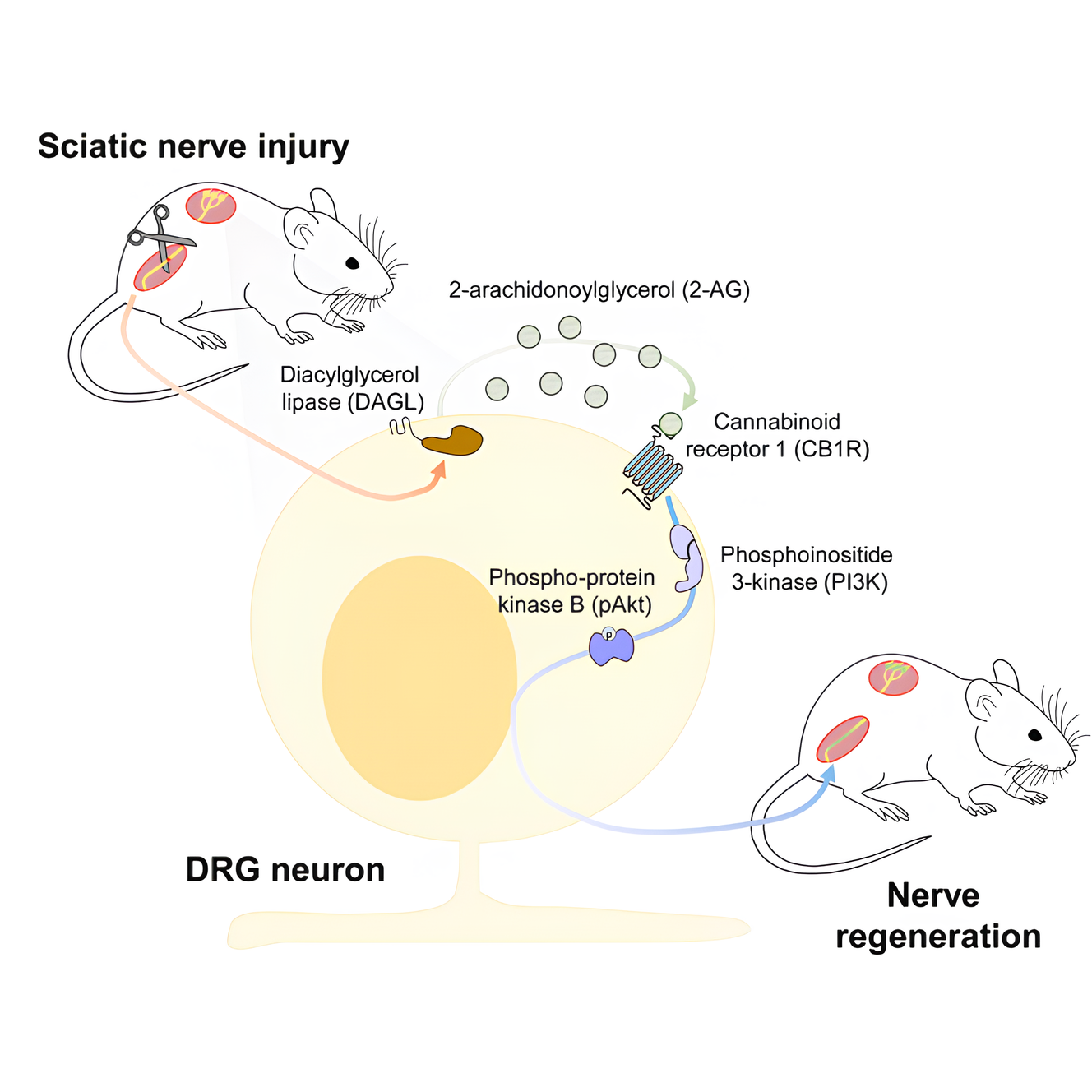 O Papel do Sistema Endocanabinoide na Regeneração Axonal e Recuperação Pós-Lesão Medular. Fonte: Martinez-Torres, Sara et al. “Injury-induced activation of the endocannabinoid system promotes axon regeneration.” iScience vol. 26,6 106814. 5 May. 2023, doi:10.1016/j.isci.2023.106814