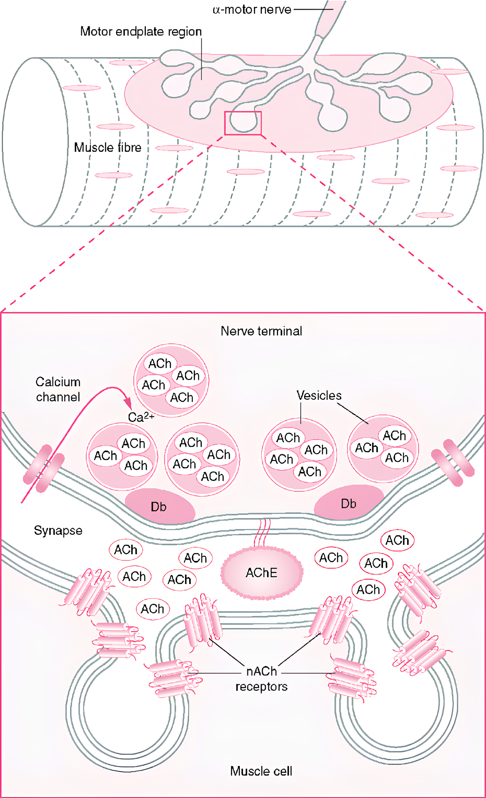 A imagem ilustra o papel do sistema endocanabinoide (SEC) na fibromialgia, com foco nos tecidos miofasciais, destacando a localização proposta da placa terminal motora associada à disfunção do ponto-gatilho. Superior: A interface entre o neurônio motor e a fibra muscular, onde ocorre a transmissão do sinal nervoso. Inferior: Nos tecidos miofasciais, os botões pré-sinápticos, que liberam acetilcolina (ACh), estão separados da célula muscular pós-sináptica pela fenda sináptica. Dentro desses botões, a ACh é liberada nas barras densas (Db), ativando os receptores nicotínicos (nACh) presentes na célula pós-sináptica, iniciando a resposta neuromuscular. Além disso, o SEC, presente em fibroblastos e células associadas à fáscia, tem um papel importante no alívio da dor miofascial, modulando a inflamação crônica e inibindo a produção de citocinas pró-inflamatórias, como TNF-α e IL-6. Fonte: McPartland, John. (2010). Fibromyalgia and the endocannabinoid system. Fibromyalgia Syndrome. 
